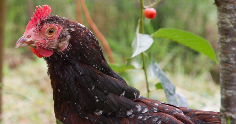 Race de poule pondeuse