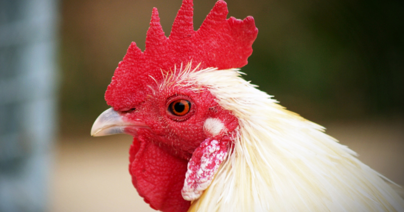 Race de poule pondeuse