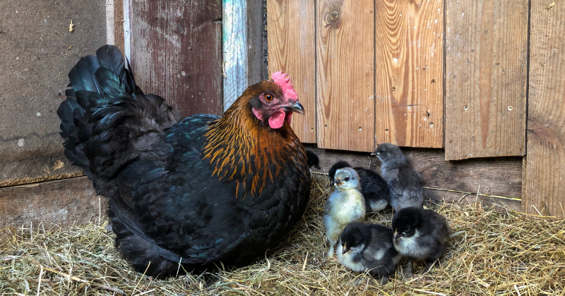 Race de poule pondeuse