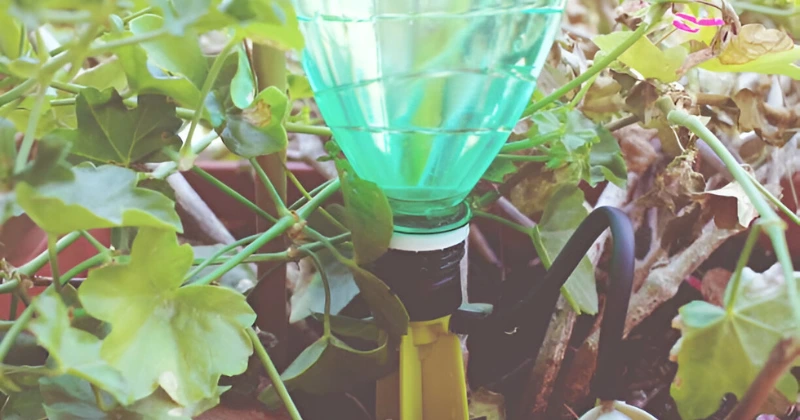 arroser plantes pendant vacances