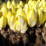 cultiver des endives