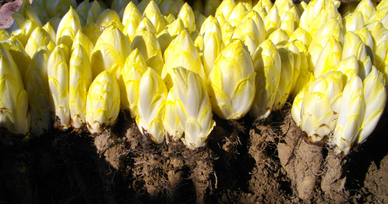 cultiver des endives