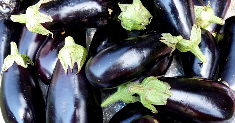 cultiver l'aubergine​