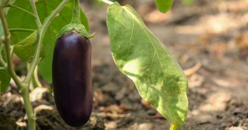 cultiver l'aubergine
