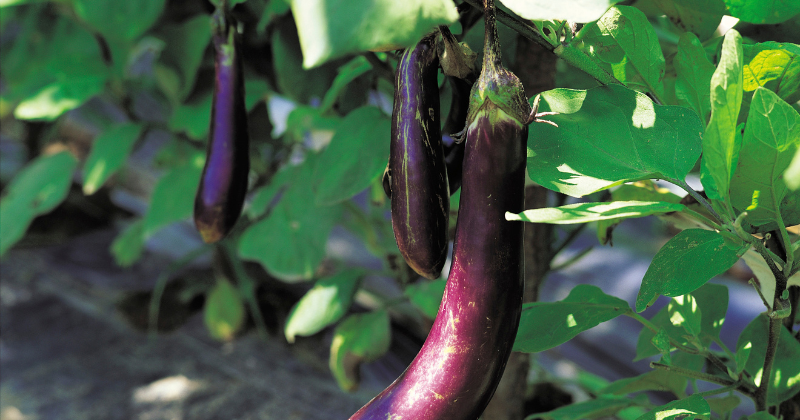 cultiver l'aubergine
