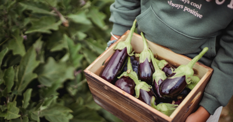 cultiver l'aubergine