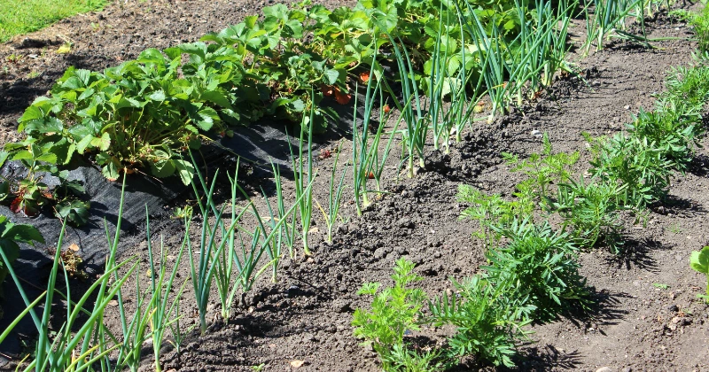 des plantes compagnes au potager