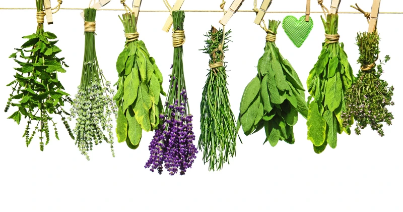 Herbes réductrices glycémie