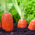Cultiver des carottes