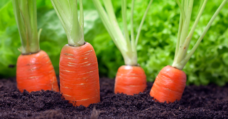Cultiver des carottes