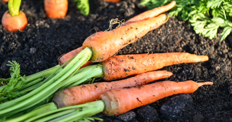Cultiver des carottes