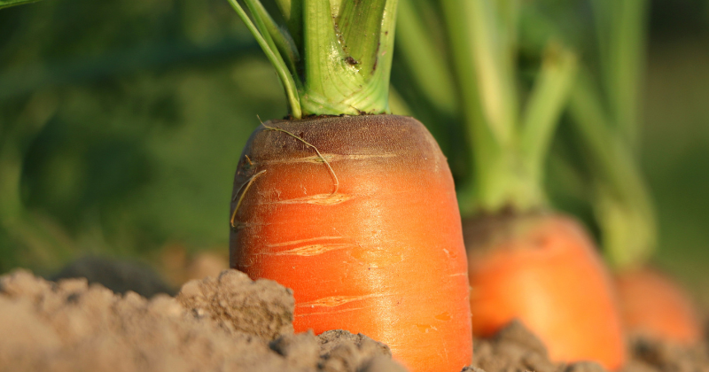 Cultiver des carottes