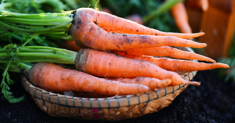 Cultiver des carottes