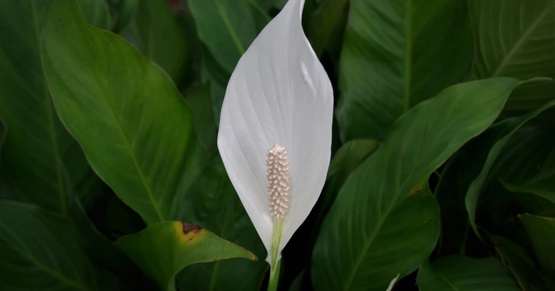 bouturer un lys de la Paix