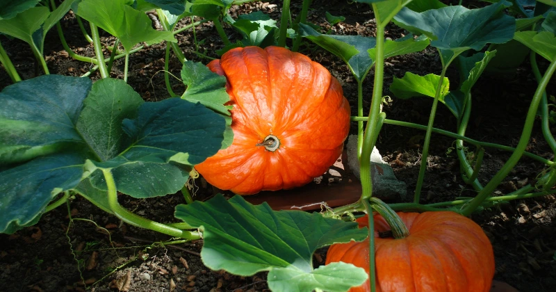 Planter une citrouille en pot