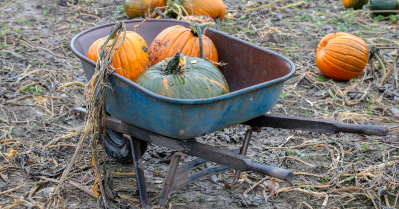 Planter une citrouille en pot