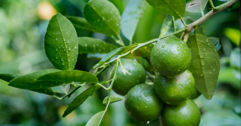 graines de citron