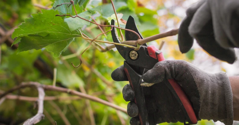tailler une vigne