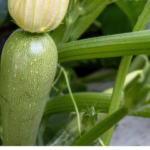 Cultiver des courgettes