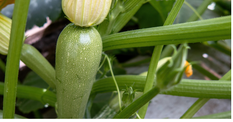 Cultiver des courgettes