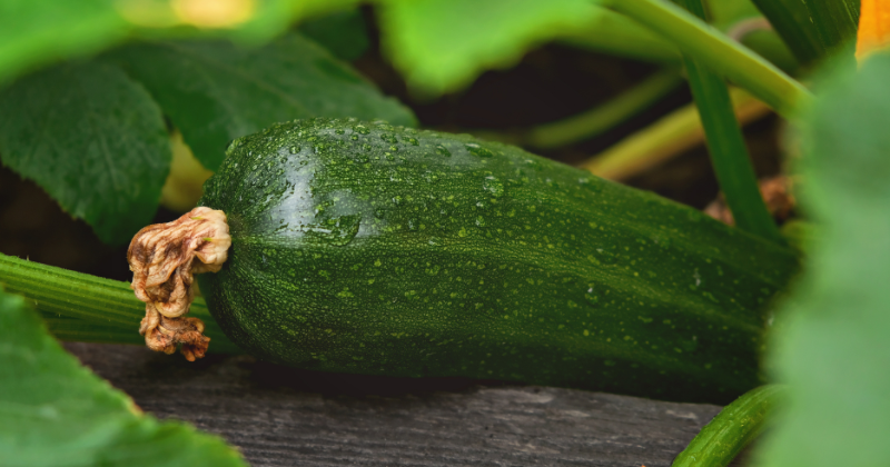 Cultiver des courgettes
