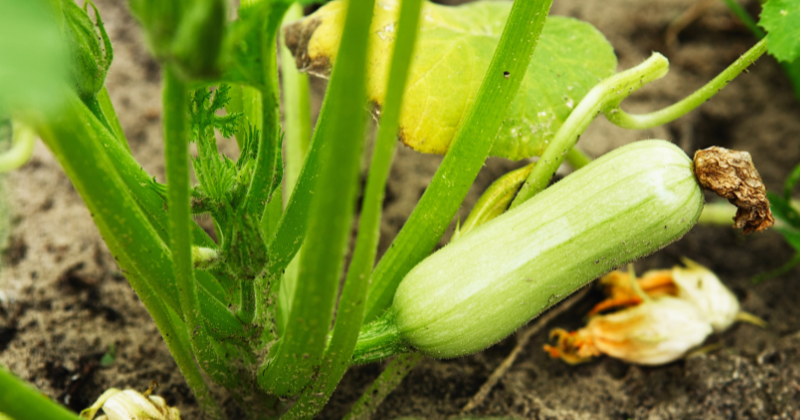Cultiver des courgettes