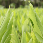 Le curcuma