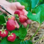 tailler les fraises