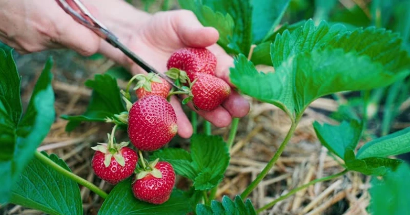 tailler les fraises