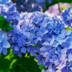 bleuir les hortensias