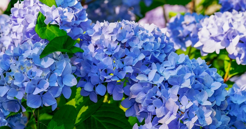 bleuir les hortensias