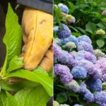 tailler les hortensias