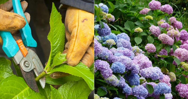 tailler les hortensias