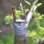 Le greffage des arbres fruitiers