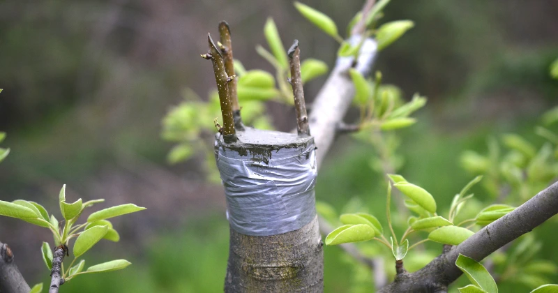Le greffage des arbres fruitiers