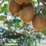 Comment faire pousser des kiwis