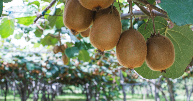 Comment faire pousser des kiwis
