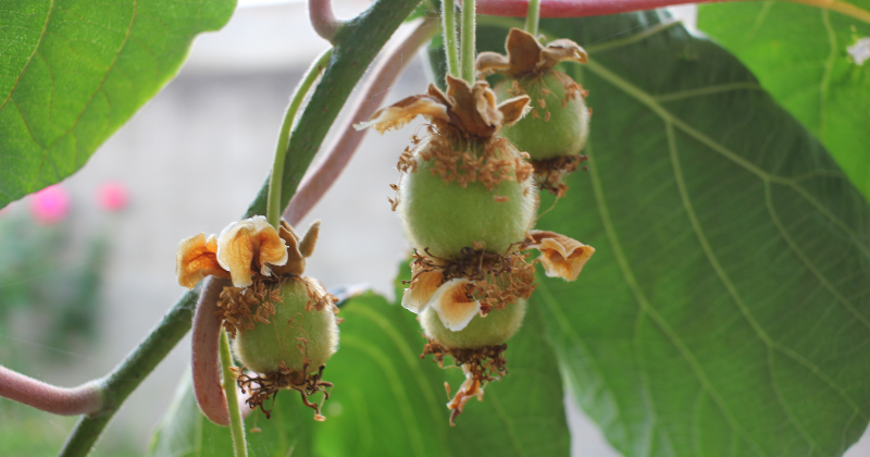 Comment faire pousser des kiwis