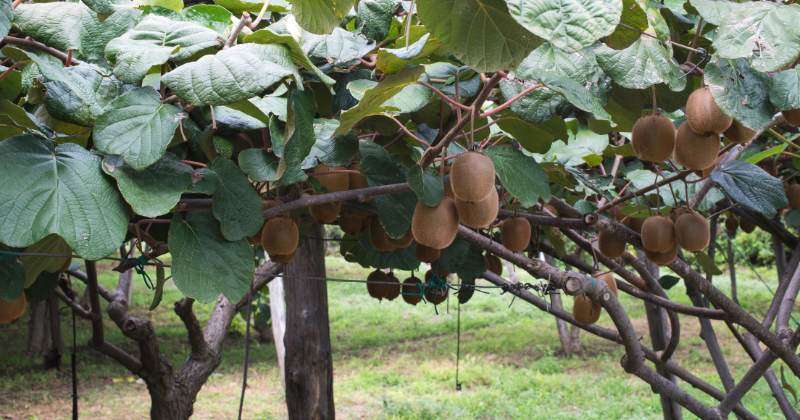 Comment faire pousser des kiwis