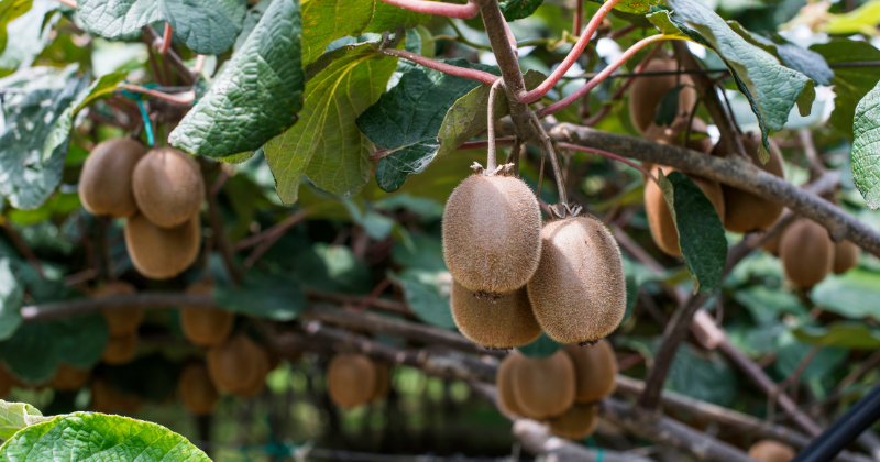 Comment faire pousser des kiwis