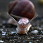 Se débarrasser des limaces