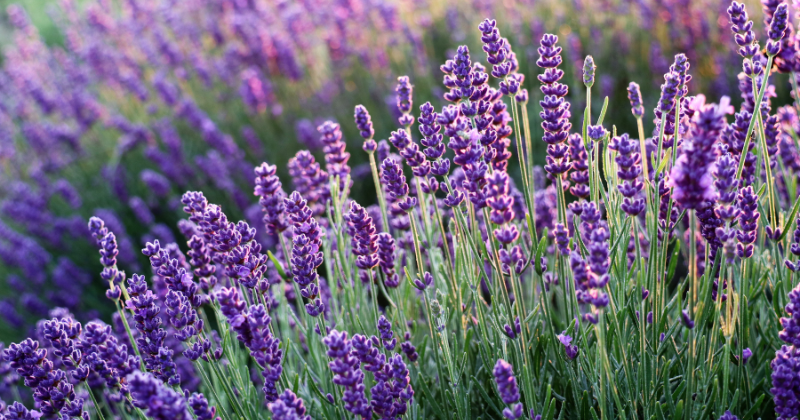 Planter la lavande