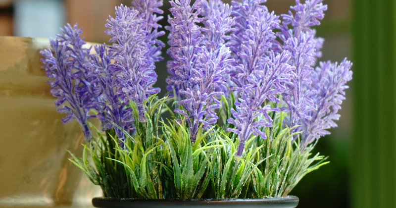 Planter la lavande