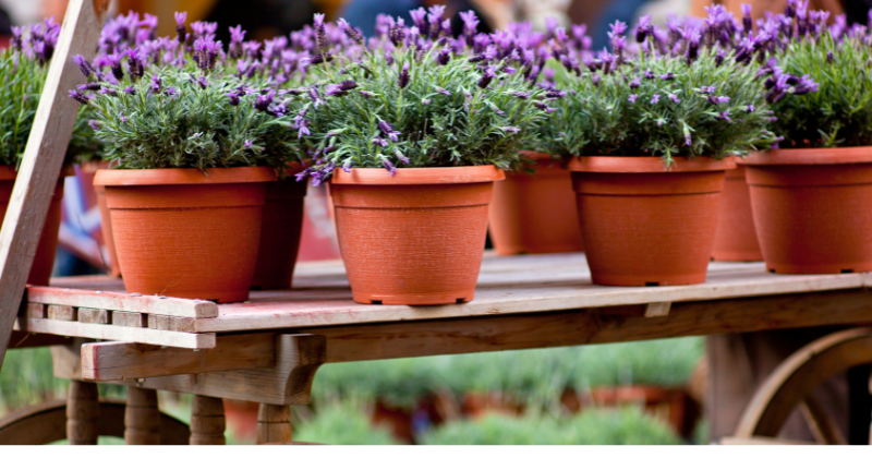 Planter la lavande