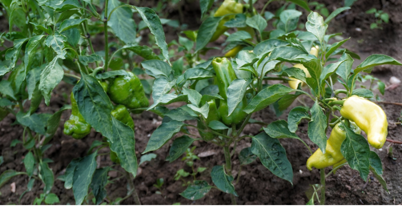 Les erreurs à éviter avec vos plants de poivrons