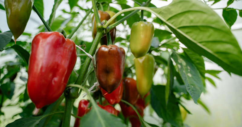 Les erreurs à éviter avec vos plants de poivrons