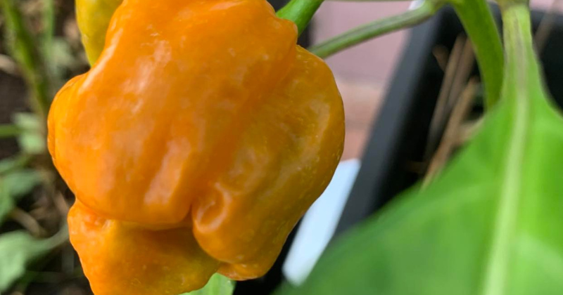 Les erreurs à éviter avec vos plants de poivrons