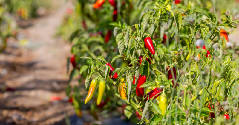 Les erreurs à éviter avec vos plants de poivrons