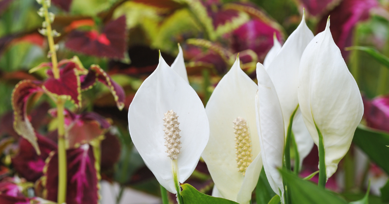 bouturer un lys de la Paix