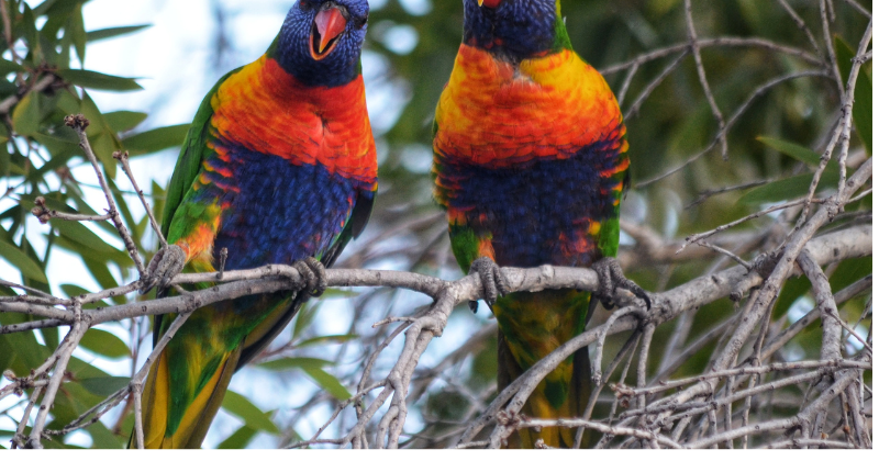 attirer les oiseaux